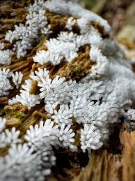 Attēlu rezultāti vaicājumam “Ceratiomyxa fruticulosa spores”