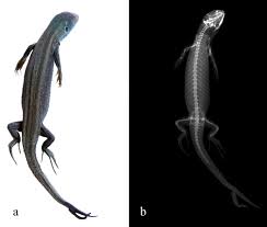 Attēlu rezultāti vaicājumam “Lacerta agilis female”