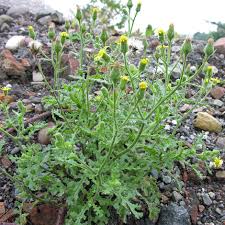 Attēlu rezultāti vaicājumam “Senecio viscosus flower”