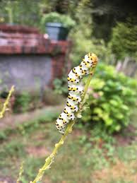 Attēlu rezultāti vaicājumam “Cucullia lucifuga larva”