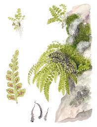 Attēlu rezultāti vaicājumam “Asplenium viride”