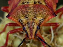 Attēlu rezultāti vaicājumam “Carpocoris sp. nymph”