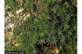 Attēlu rezultāti vaicājumam “Timmia megapolitana”