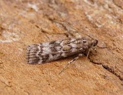 Attēlu rezultāti vaicājumam “Dioryctria abietella”