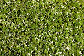 Attēlu rezultāti vaicājumam “Hydrocharis morsus-ranae fruit”