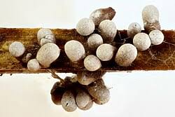 Attēlu rezultāti vaicājumam “Badhamia lilacina”