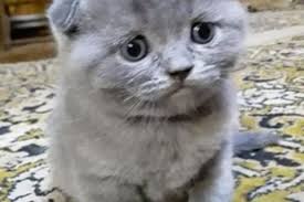 Image result for site:buyreklama.ru/*