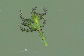 Attēlu rezultāti vaicājumam “Najas marina”