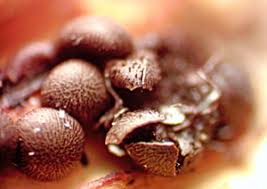 Attēlu rezultāti vaicājumam “Diderma ochraceum young”