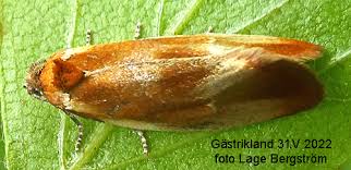 Attēlu rezultāti vaicājumam “Eulia ministrana”