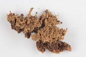 Attēlu rezultāti vaicājumam “Cladonia parasitica”