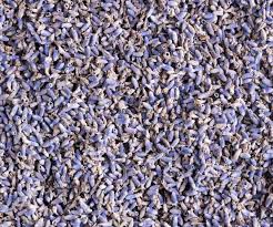 Attēlu rezultāti vaicājumam “Lavandula angustifolia bud”