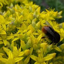 Image result for Sedum acre