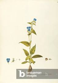 Attēlu rezultāti vaicājumam “Commelina coelestis”