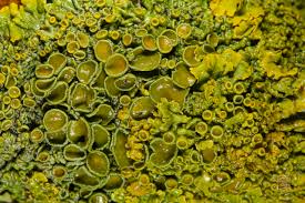 Attēlu rezultāti vaicājumam “Xanthoria parietina”