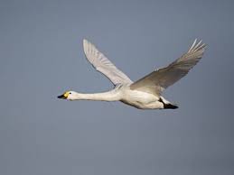 Attēlu rezultāti vaicājumam “Cygnus columbianus adult”