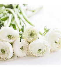 Attēlu rezultāti vaicājumam “Ranunculus elatior flower”