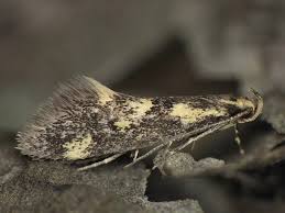 Attēlu rezultāti vaicājumam “Denisia similella”