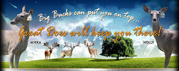 Image result for Big Bucks High Rollers