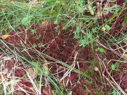 Attēlu rezultāti vaicājumam “Sphagnum warnstorfii”