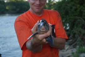 Image result for Cycleptus elongatus