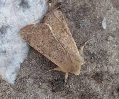 Attēlu rezultāti vaicājumam “Orthosia cruda”