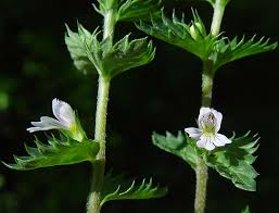 Image result for Euphrasia stricta