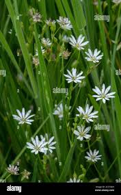 Attēlu rezultāti vaicājumam “Stellaria graminea flower”