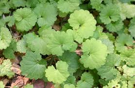 Attēlu rezultāti vaicājumam “Glechoma hederacea leaf”