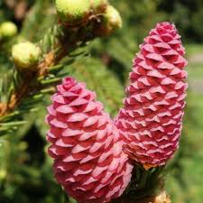 Attēlu rezultāti vaicājumam “Picea abies fruit”