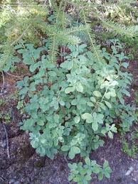 Attēlu rezultāti vaicājumam “Menziesia ferruginea flower”
