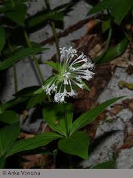 Attēlu rezultāti vaicājumam “Rubiaceae”