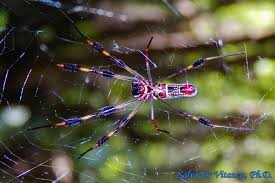 Attēlu rezultāti vaicājumam “Araneidae”