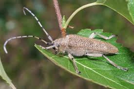 Attēlu rezultāti vaicājumam “Saperda carcharias”