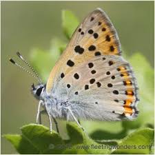 Attēlu rezultāti vaicājumam “Lycaena alciphron male”