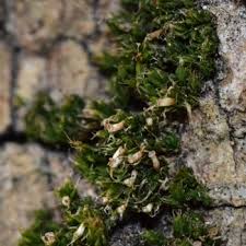 Attēlu rezultāti vaicājumam “Orthotrichum diaphanum”