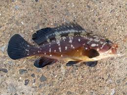 Image result for Epinephelus marginatus