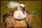 de Fotografías Libres - Zoo de Madrid - Aves/f-zoo-madrid-aves-img - via Daymix