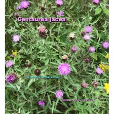 Attēlu rezultāti vaicājumam “Centaurea jacea flower”