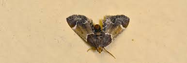 Attēlu rezultāti vaicājumam “Pyralis farinalis”