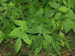 Attēlu rezultāti vaicājumam “Humulus lupulus leaf”