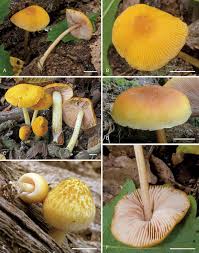 Attēlu rezultāti vaicājumam “Pluteus leoninus”