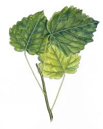 Attēlu rezultāti vaicājumam “Populus tremula leaf”