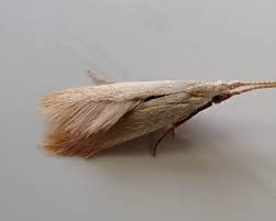 Attēlu rezultāti vaicājumam “Coleophoridae”