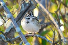 Image result for Essex Stragglers