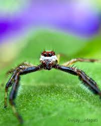 Attēlu rezultāti vaicājumam “Zicrona caerulea nymph”