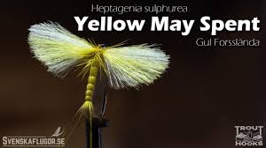 Attēlu rezultāti vaicājumam “Heptagenia sulphurea female”