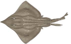 Image result for Dipturus intermedius