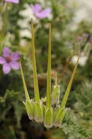 Attēlu rezultāti vaicājumam “Erodium cicutarium fruit”