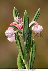 Attēlu rezultāti vaicājumam “Andromeda polifolia flower”